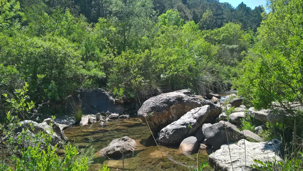 El riu Brugent entre pedres i bosc, a prop de Farena